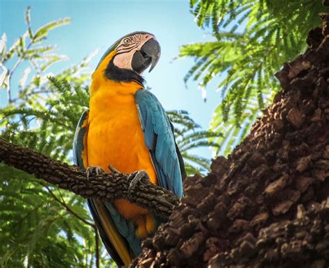 HD wallpaper: macro photography of orange and yellow parroty, macaw ...