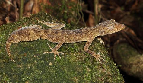 Southern Leaf-tailed Gecko - The Australian Museum