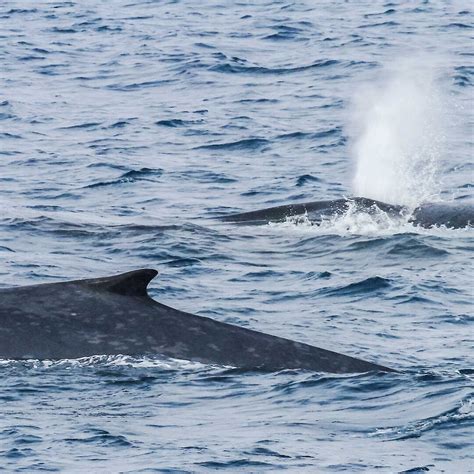 Antarctic blue whale song penetrates the vast Southern Ocean — Australian Antarctic Program ...