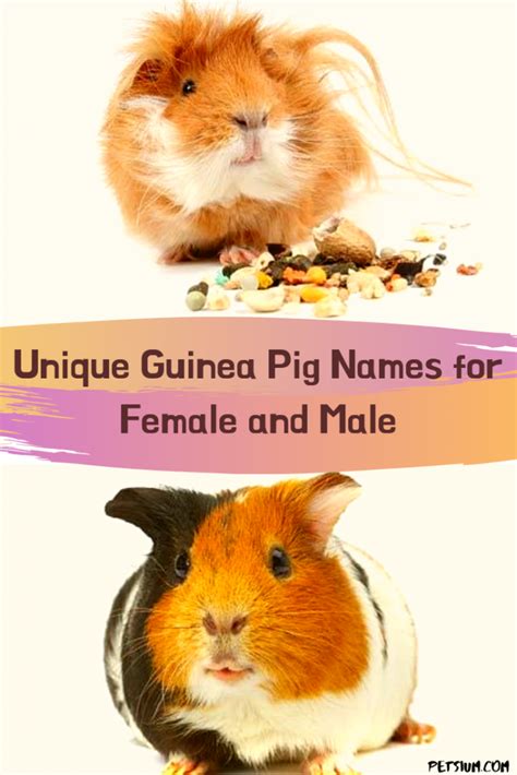 Guinea Pig Names: 250 Unique Names For Guinea Pigs 2022 - Petsium