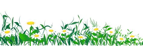 Common daisy Clip art - Daisies and Grass PNG Clipart Picture png download - 3872*1244 - Free ...