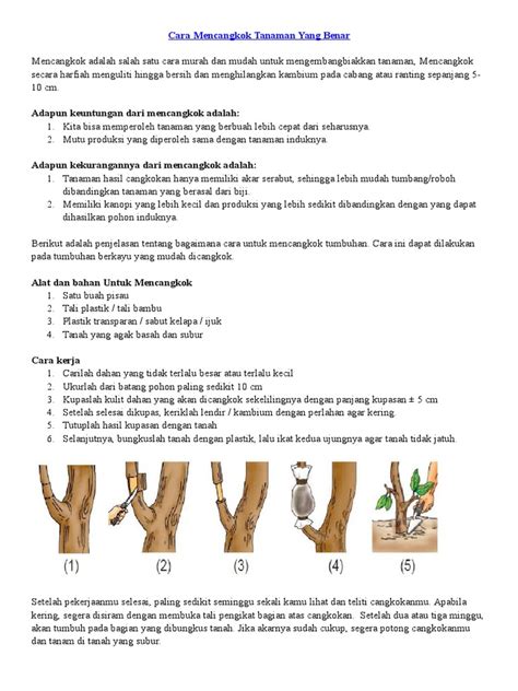 Detail Gambar Langkah Langkah Mencangkok Koleksi Nomer 29