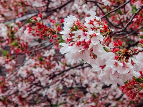 Planning your cherry blossom Japan adventure: 5 beautiful viewing spots