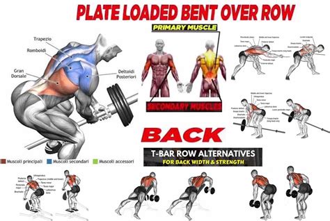 Posterior Low Back Muscles