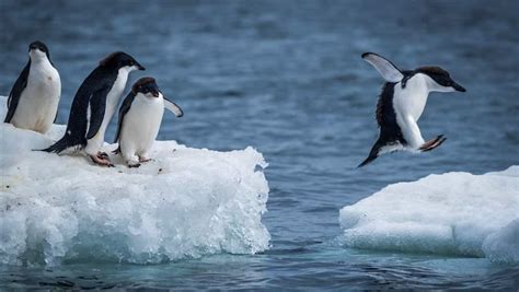 Why CCAMLR Should Safeguard More Penguin Habitat in Antarctica | The Pew Charitable Trusts