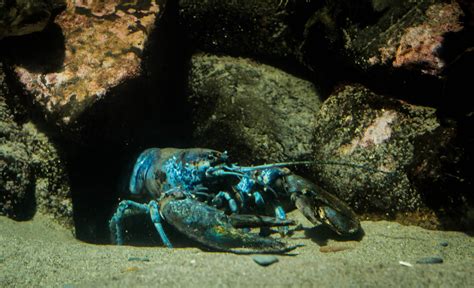 Blue Lobster - The One in 2 Million Photographs | Seaunseen