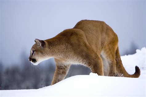 North American Wildlife - Jim Zuckerman photography & photo tours