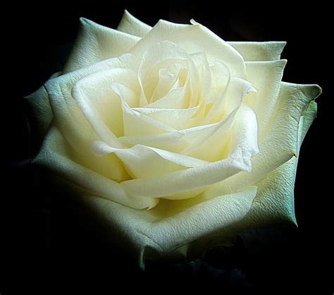 White Roses: Meaning & History | Flower Glossary