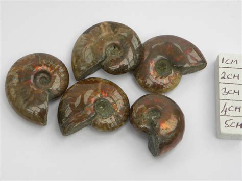 Fire Ammonites 4.6cm - 5.2cm medium size cleoniceras