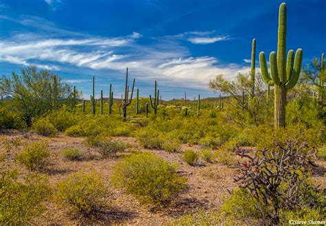 Organ Pipe National Monument | Organ Pipe National Monument, Arizona | Steve Shames Photo Gallery