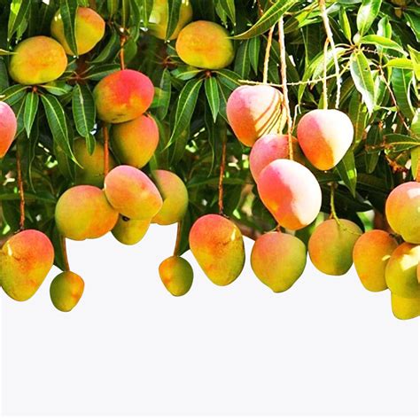 All Season Mango / బారామాసి మామిడి(Grafted)