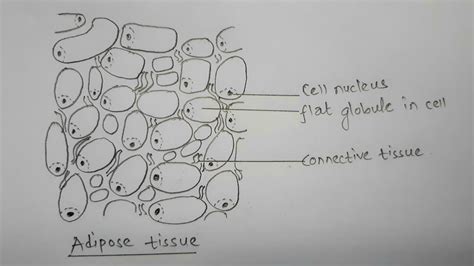 Adipose Tissue Diagram