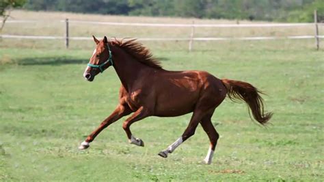 Anglo Arabian Horse Facts And Information – Breed Profile - AHF (2022)