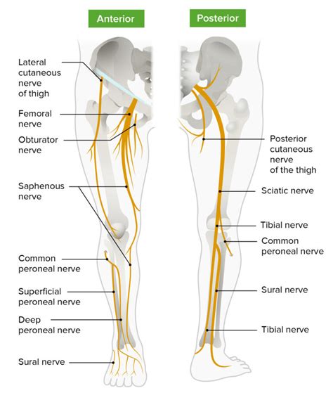 Leg: Anatomy | Concise Medical Knowledge