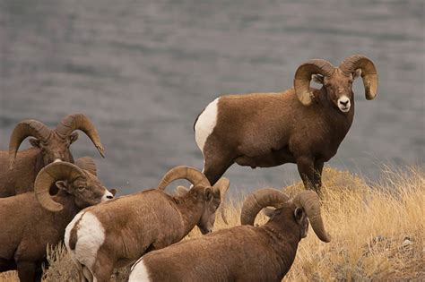 Bighorn Sheep Animals | Facts & Interesting Pictures | All Wildlife Photographs