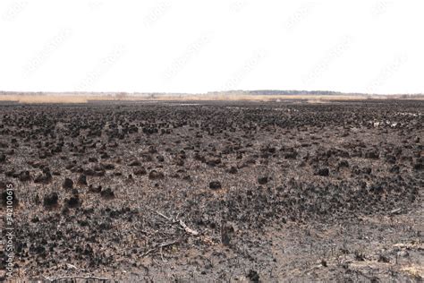 Effects of grass fire on soils. Charred grass after a spring fire. Black surface of the rural ...