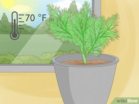 Growing Dill Indoors: Complete Care Guide for Potted Dill