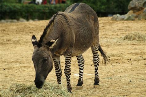 Meet the Zedonk, the Zebra-Donkey Hybrid | Zedonk, Zebras, Rare animals