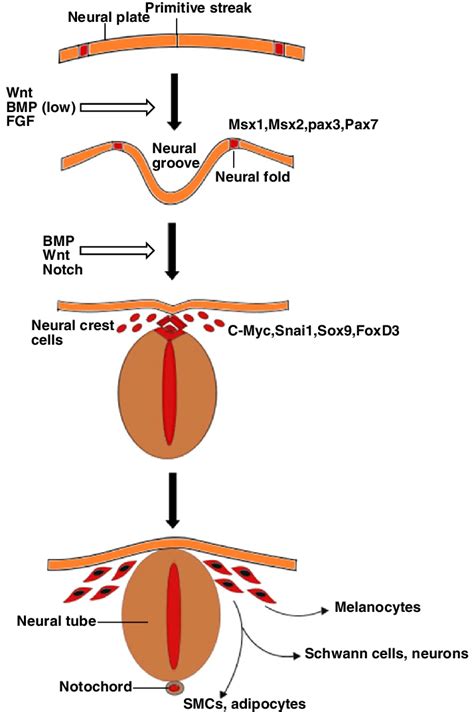 Neural crest development. Neural crest forms at the junction between ...