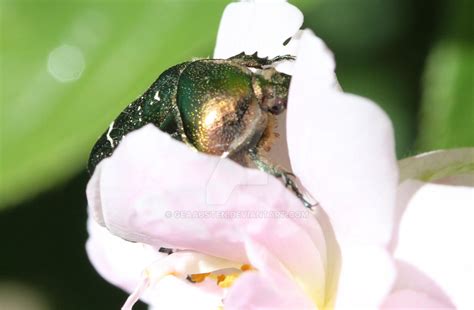 Jewel scarab beetle 2 by GeaAusten on DeviantArt