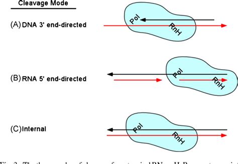 Figure 2 from RNase H activity: structure, specificity, and function in reverse transcription ...