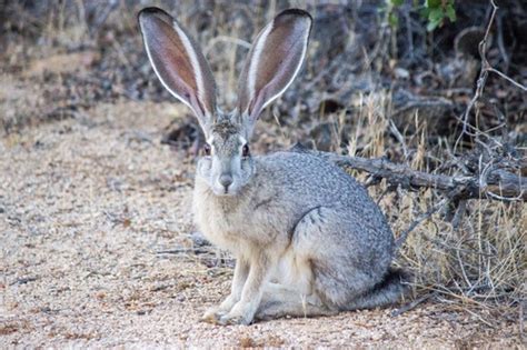 Hares and Rabbits (Family Leporidae) · iNaturalist.ca