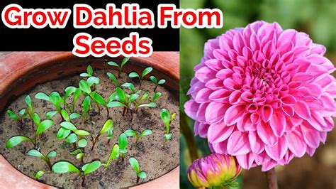 Keyword for How To Propagate Dahlia Plants