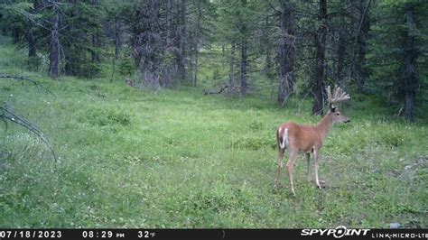 Whitetail trail cam pictures needed | Hunt Talk