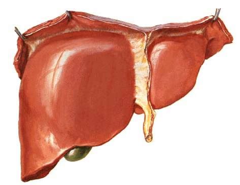 Ciencias Médicas | Hígado