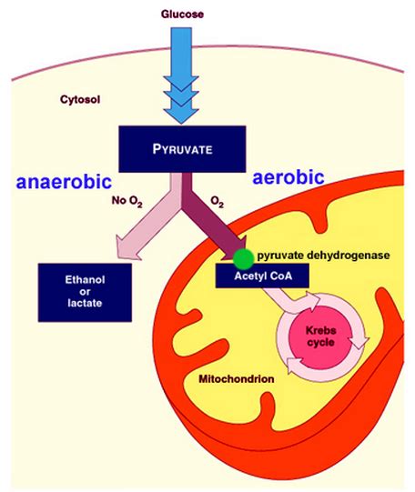 # 91 Anaerobic respiration - Ethanol and Lactate pathways | Biology ...