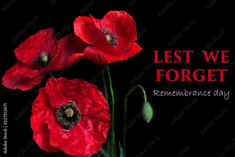 Remembrance Flowers Poppies | Best Flower Site