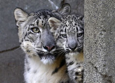 Brookfield Zoo introduces 3-month old snow leopard Cub