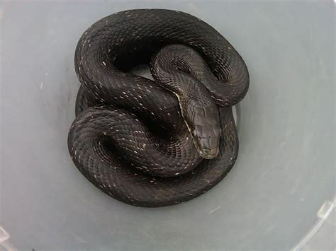 Snake Removal & Trapping Service In Chapel Hill NC & Richmond VA