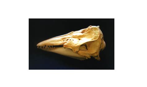 Beluga Whale Skull Replica - SkeletonsAndSkullsSuperstore