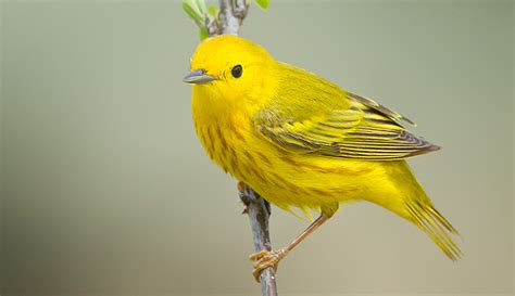 Yellow Warbler : Minnesota Breeding Bird Atlas