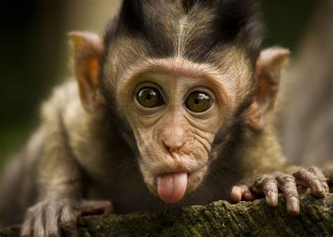 Cute Monkey Wallpaper - WallpaperSafari