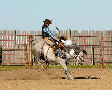 Best Bronc Riding Stock Photos, Pictures & Royalty-Free Images - iStock