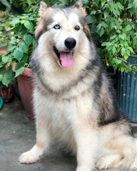 Husky Malamute Mix (Alusky): Owner's Guide