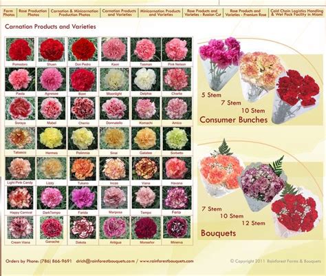 Carnation varieties - red, pink, white, yellow, peach, purple, green ...