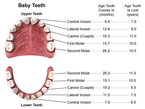 Teething babies and infants and how to deal with them