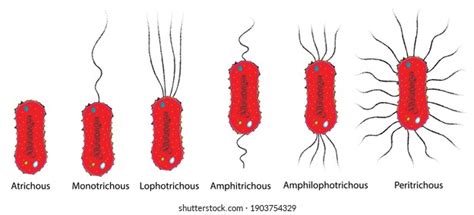 2,397 Bacteria Flagella Images, Stock Photos & Vectors | Shutterstock