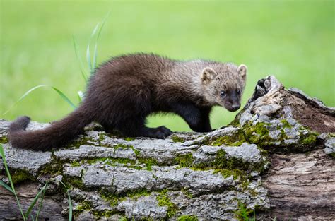 Fisher Cat - Master Hunters In Canada's Forests - Animal Corner