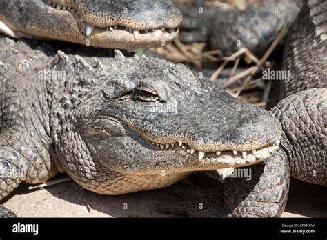 Alligator American Alligator Predator Reptile Teeth Stock Photo - Alamy