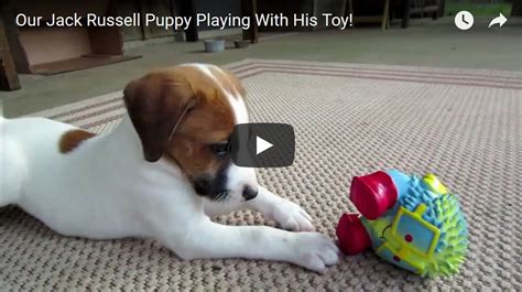 Our Jack Russell Puppy Playing With His Toy.