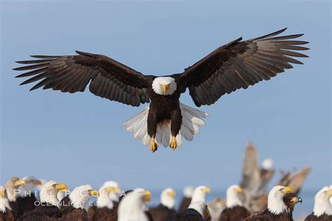 December 2009 – Natural History Photography Blog