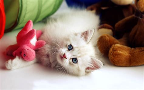 Cute Baby Cat Wallpapers HD / Desktop and Mobile Backgrounds