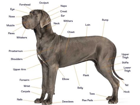 The Ultimate Dog Anatomy Guide 2022 — Sidekick by Finn