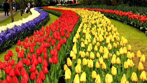 Keukenhof Tulip Gardens Photos | Fasci Garden