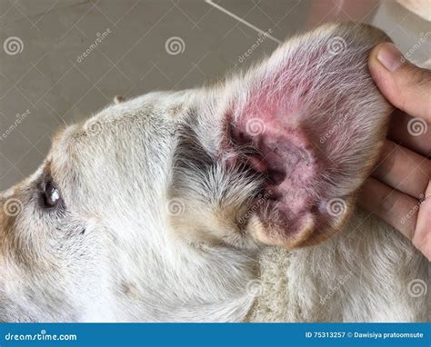 Ear infection in dog stock image. Image of caused, problem - 75313257