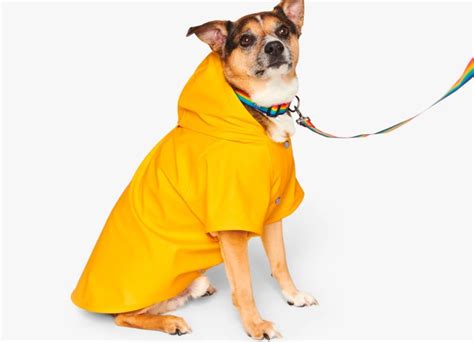 The Best Dog Clothes for Large Dogs - PureWow